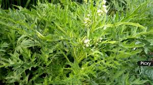 Image result for Vernonia cinerea