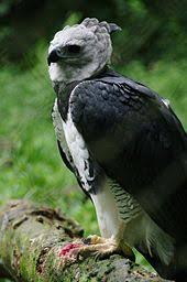 Less often, they eat reptiles like iguanas. Harpy Eagle Wikipedia
