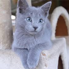 Advertising a puppy for sale with a 'fake' mum to make it look like they've been bred in a family home. Archangel Russian Blues Kittens For Sale Posts Facebook