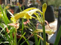 Image result for Cyrtanthus mackenii