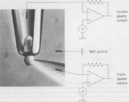 A ring cone is simply a freestanding cone made from a material of your choice with a tip that's narrow enough to hold a ring. Intracellular Messengers In Vertebrate Photoreceptors Springerlink