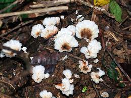 Gambar flora dan fauna timor leste. Download 400 Gambar Flora Dan Fauna Timor Leste Paling Bagus Gratis Pixabay Pro