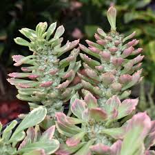 Image result for Euphorbia lividiflora