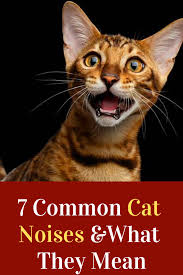 You can use them to mount videos, create music and songs, for ringtone, presentations or other work. What Do Different Cat Sounds Mean Cats Cat Noises Cat Meowing At Night