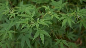 Image result for Vitex obovata
