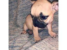 Brush your french bulldog puppy weekly using a rubber brush or rubber grooming hand to make sure all of their loose and dead hair is effectively removed. Micro French Bulldog Puppies Animals Houston Texas Announcement 145041