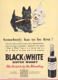 Black And White Whisky Advertisement 1951 England White Terrier West Highland White Terrier Black And White
