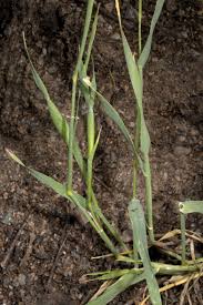 Image result for Pseudobromus