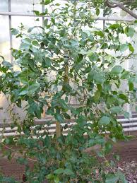 Image result for Strychnos