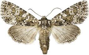 Image result for Polymixis polymita