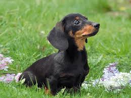 All of our puppies are akc registered an… 70 Dachshund Wallpaper On Wallpapersafari