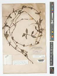 Image result for Spermacoce princeae