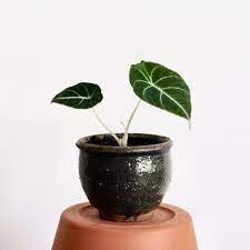 Be careful with lower temperatures, below 60 degrees fahrenheit and the plant will go dormant. Pin By Ashe On My Greenhouse Alocasia Reginula We Love Plants Black Velvet Alocasia