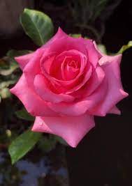 Pin By My Anh On 1 A File General Beautiful Rose Flowers Beautiful Roses Beautiful Flowers