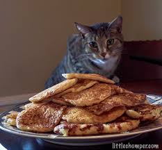 This means that the dairy in pancake batter could confuse their digestive system. Potato Pancakes Luna The Little Chomper