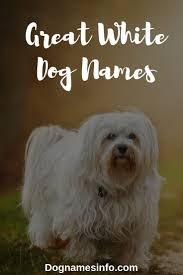 Black And White Havanese Puppy Names Unique White Dog Names Ideas For Black And White Dogs 2020 In 2020 Dog Names Black And White Dog Female Dog Names
