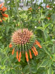 Image result for Leonotis nepetifolia