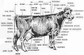 Dairy Cow Anatomy Parts Large Animal Vet Parts Of A Cow