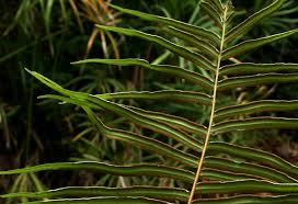 Image result for Pteris commutata