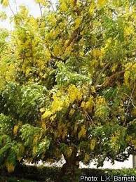 Image result for Cassia sieberiana