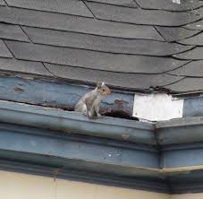 One surefire way to keep squirrels out of your gutters is with an effective gutter protection system, like leaffilter. Squirrel Removal Captor Wildlife