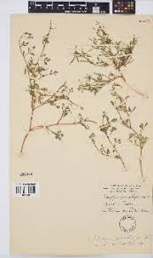 Image result for Cyamopsis serrata