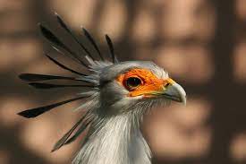 Dodo Warning World S 100 Most Endangered Birds On London Zoo List Bird Bird Pictures Birds