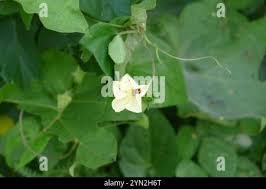 Image result for Hewittia malabarica