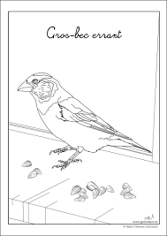 Il n'y a pas d'oiseau en tant que tel qui s'appelle colombe, il y a la tourterelle à collier (colombe de maison) qui fait courou courouu et hi hi hi et il y a le pigeon voyageur blanc qui fait rourou! Dessins D Oiseaux A Colorier Go Oiseaux