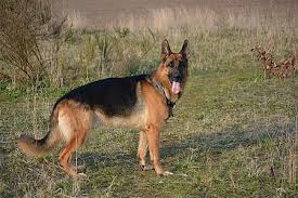 Five males and two females. German Shepherd Wikipedia