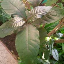 Check spelling or type a new query. Daun Handeuleum Atau Daun Ungu Segar 250 Gram Shopee Indonesia