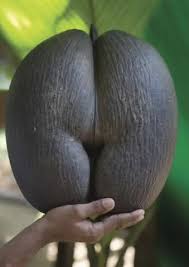 Check spelling or type a new query. Coco De Mer Is A Type Of Coconut Found In Seychelles It Bears A Strong Resemblance To The Female Anatomy Dontputyourdickinthat
