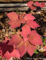Jul 06, 2021 · the 'green tea' cultivar of a. Maple Leaf Viburnum The Natural Web