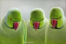 Green Bird With Red Ring Around Neck Three In Green Olives With Pimento Pet Birds Parrot Funny Birds