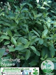 Daun sambung nyawa memang tidak diragukan lagi khasiatnya, mulai dari penyakit yang ringan, cukup serius, hingga luka bekas gigitan ular pun jika kalian ingin membuktikan manfaatnya, bisa kok tumbuhan dengan nama unik ini di tanam di pekarangan rumah dan perawatan untuk tanaman. Jual Tanaman Herbal Sambung Nyawa Jual Ikan Koi Murah