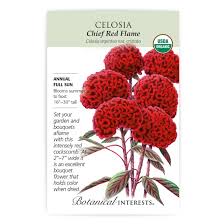 Image result for Celosia nervosa