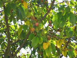 The bark is beige, almost white. Can Anyone Identify This Fruit Bearing Tree In Nc Grow Tomato How To Garden Trees Grass Lawn Flowers Irrigat Fruit Bearing Trees Fruit Garden Trees