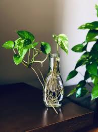 È meno efficace della dracena nel togliere dall'aria. Piante Che Purificano L Aria In Casa Quali Sono Le Piu Efficaci