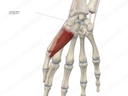 Image result for Capitate Bone