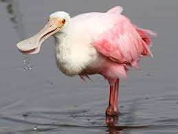 Bird With Large Beak Birds Having Unique Beaks Roseate Spoonbill Pet Birds Funny Birds