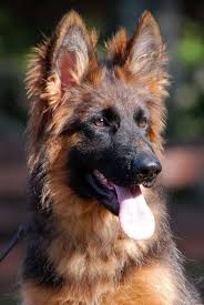 Sg1 Gia Vom Grunwald Haus At 4 Month Old German Shepard Puppies German Sheperd Dogs Alsatian Dog