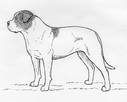 American bulldogs will have a black nose, and black eye rims, although slight shades of pink are also possible. Loony Bulldogs Der American Bulldog Kennel Der American Bulldog