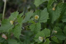 Image result for Physalis pubescens
