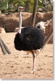 Apr 03, 2020 · the ostrich is the largest bird in the world and relies on its speed in order to outrun predators. The Ostrich The Fastest Thing On Two Legs