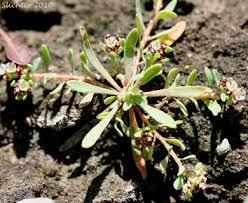 Image result for Corrigiola