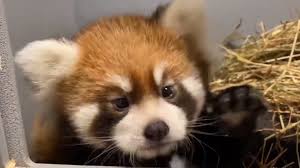 Toronto zoo giant panda enjoys epic snow fall. Toronto Zoo S Red Panda Cub Has A Name Citynews Toronto