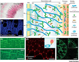The plant cell is the basic structural and functional unit found in the members of the. Advances In Imaging Plant Cell Walls Sciencedirect