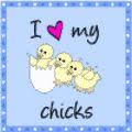 How Long Do Chickens Molt Molting Chickens Chickens Molt