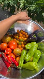 Look at the colors! 🍅🪴