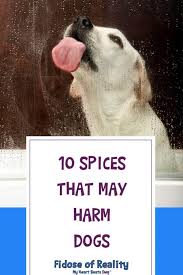 Maybe you would like to learn more about one of these? Is Cumin Safe For Dogs Plus Spices That Can Be Harmful Fidose Of Reality